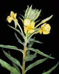 Image: P.B. Heenan © Landcare Research 2014 
